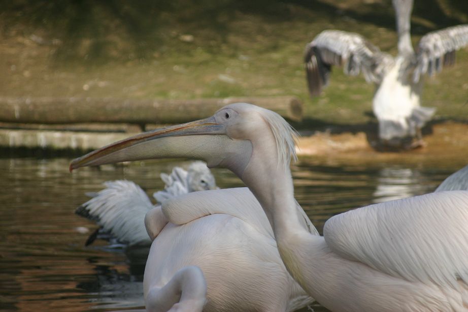 2011040701152175_k-Zoo 221.jpg